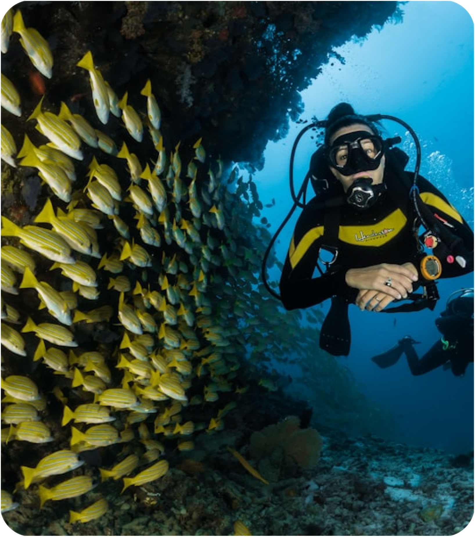 Scuba diver swimming beside a school of yellow striped fish on a coral reef