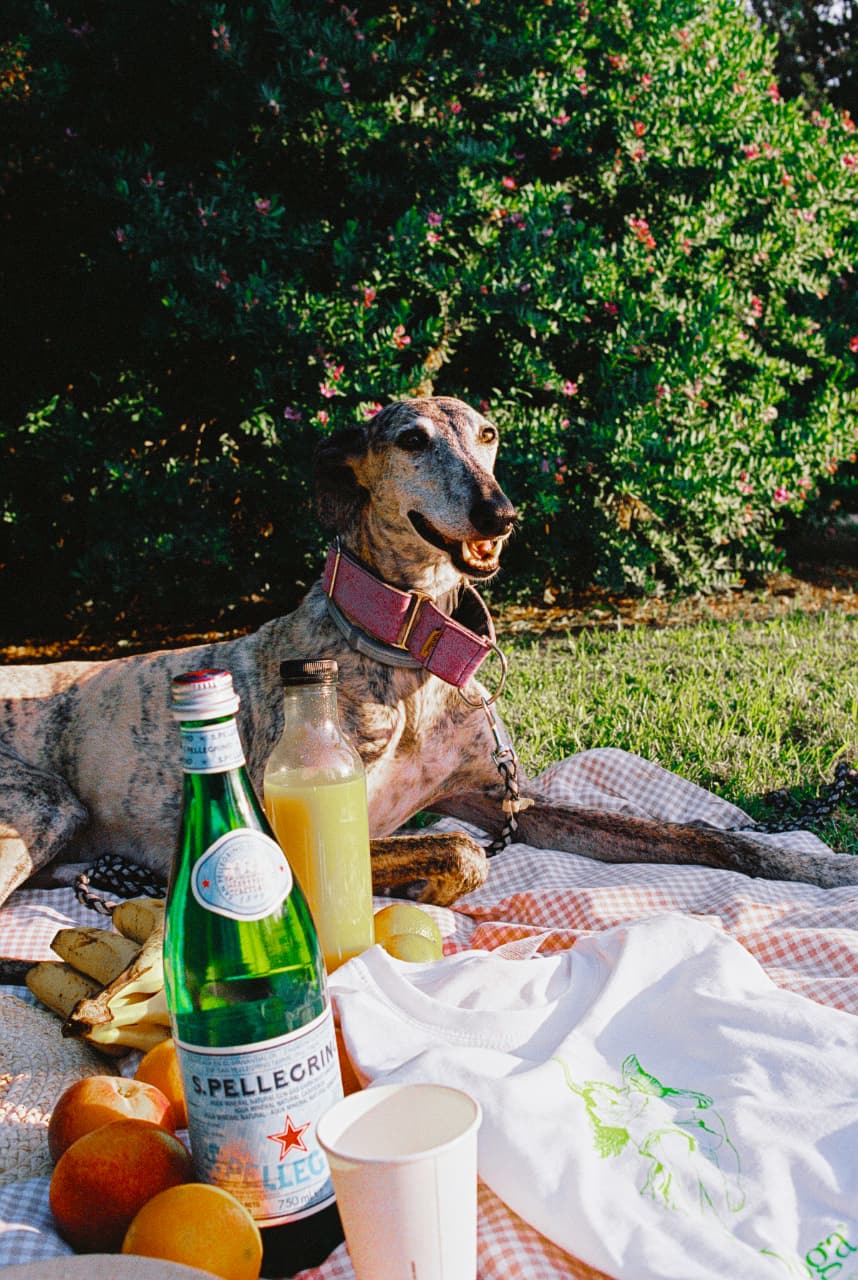 Brindle dog with pink collar lying on a blanket outdoors next to fruit, bottled drinks, and a white T-shirt with a green design.
