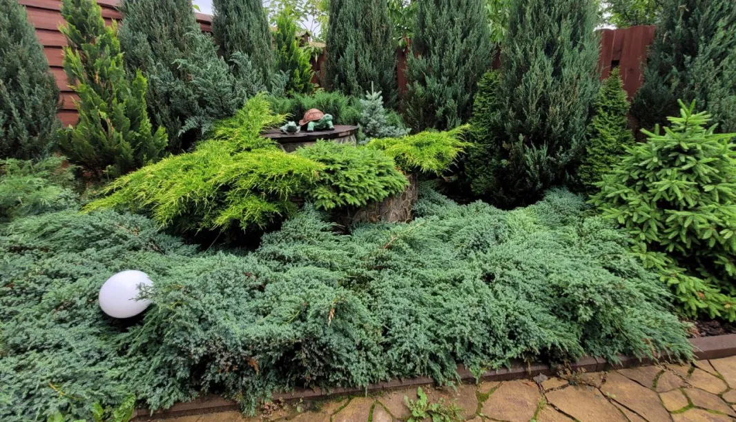 REDWOOD будинок їль