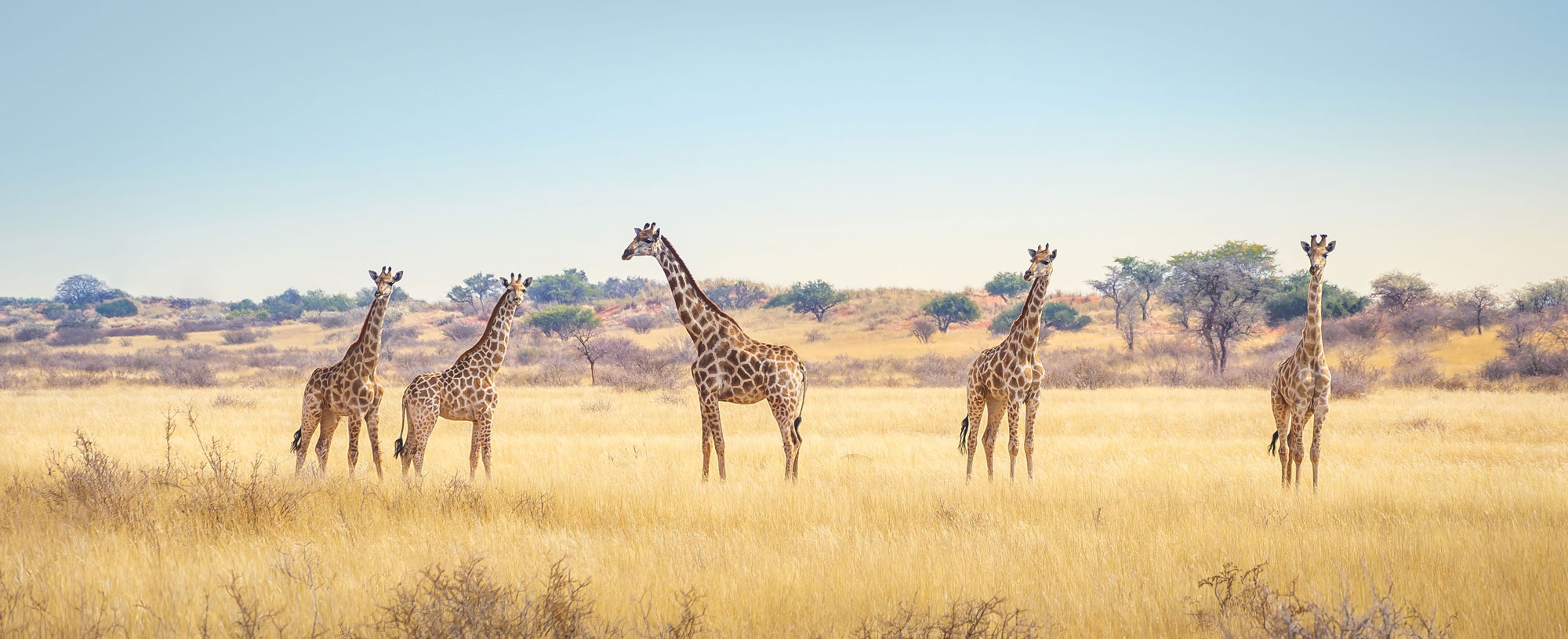 Five giraffes standing in a dry grassland savanna with sparse trees under a clear blue sky.