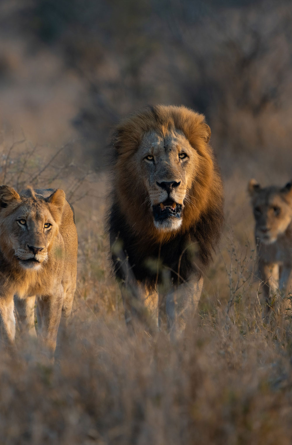 Male lion with a dark mane walking through tall grass flanked by two lionesses in a dry savanna.
