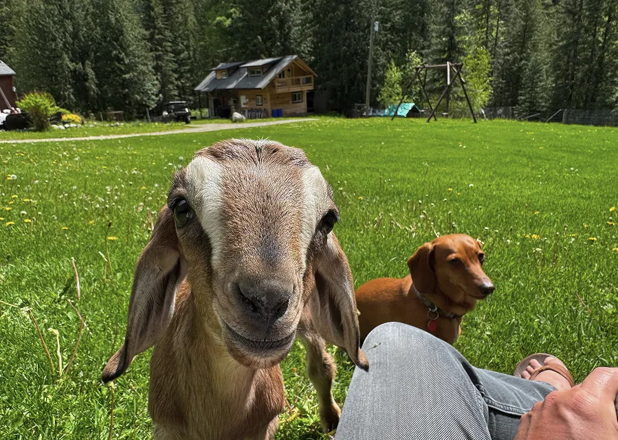 A goat with dog