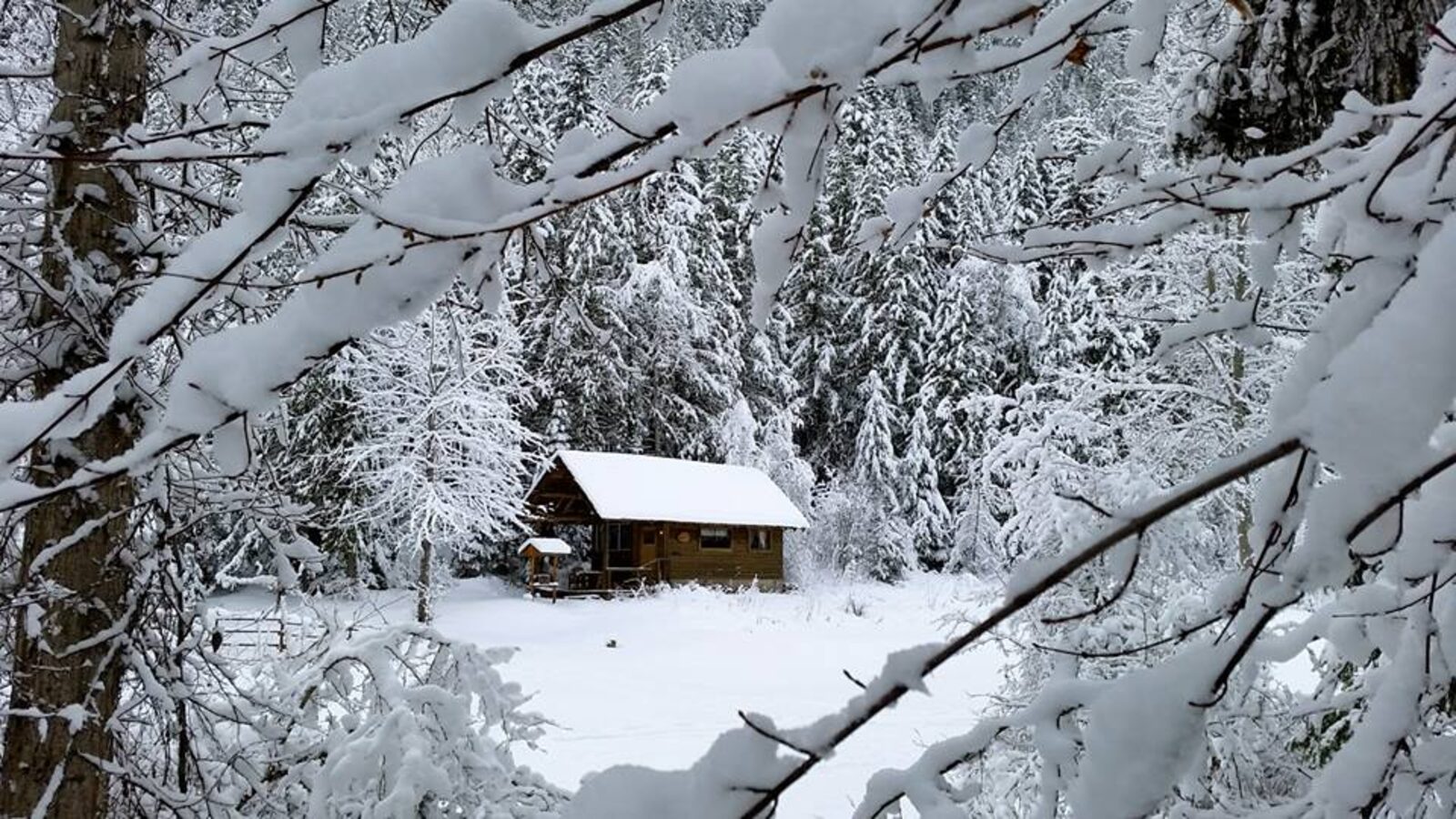 A quiet cabin seen through snow laden branches after fresh snowfall