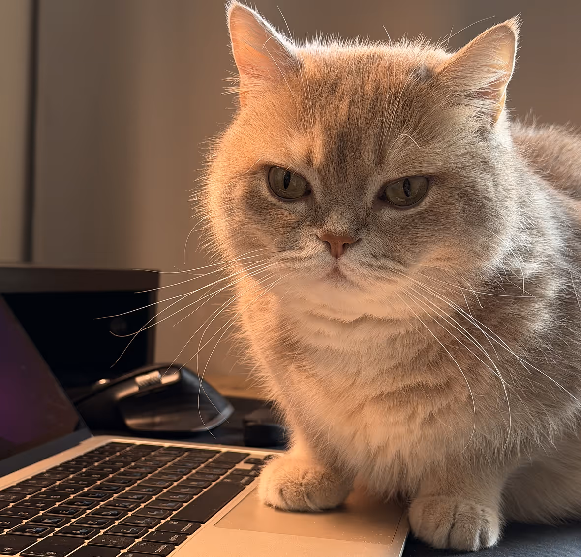 Cute cat from Neutomni studio