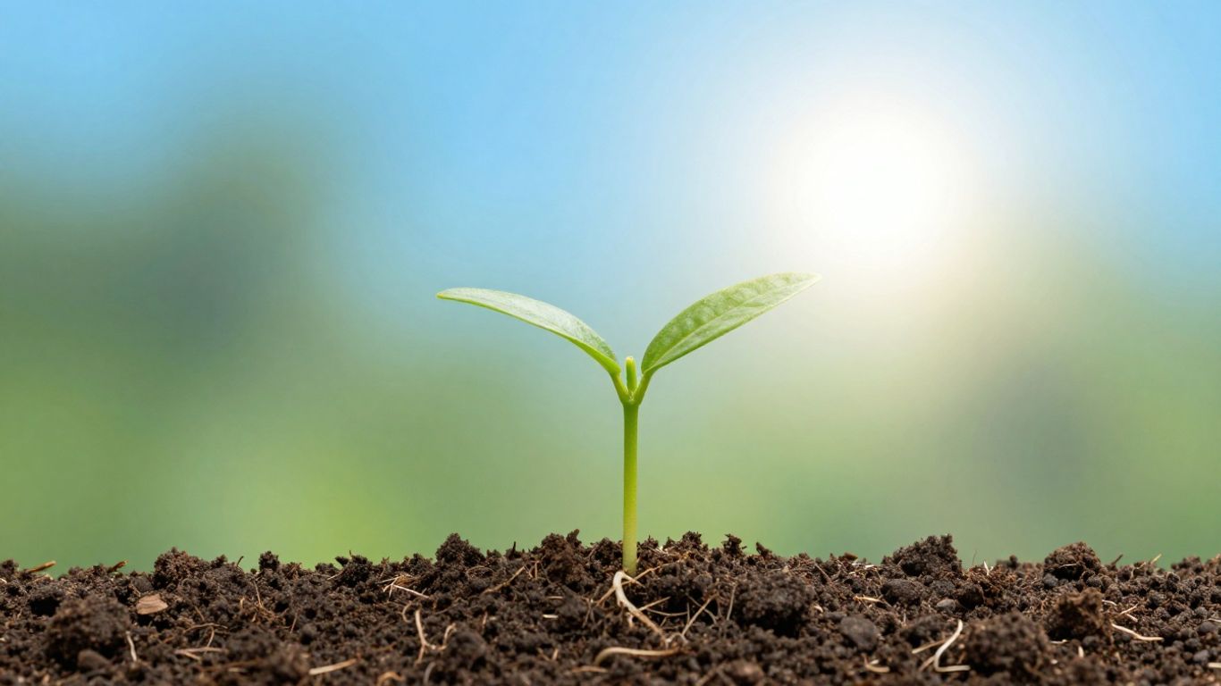 Startup growth seedling reaching for light