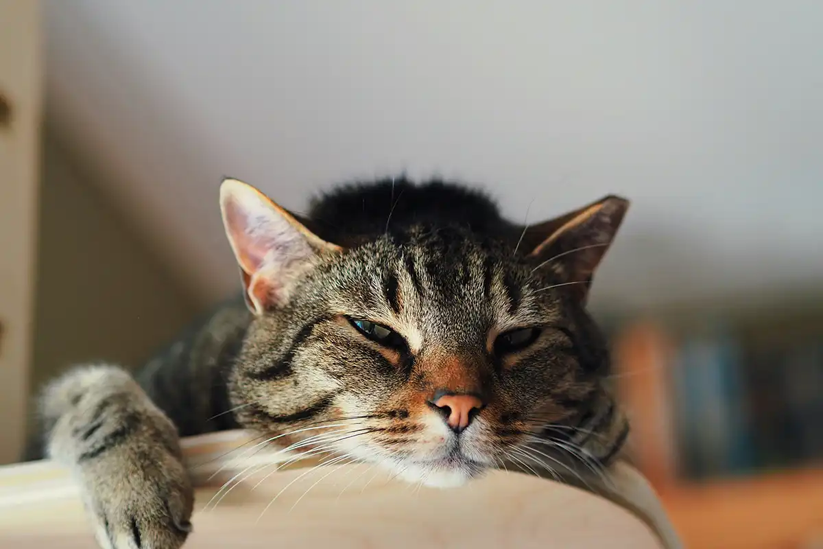 Stembiljet of verkiezingsbeeld. Overzicht van partijstandpunten over zorg bij de verkiezingen van 2017.