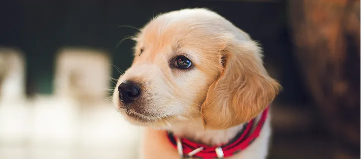 Hombre sonriente sentado al aire libre con un perro marrón pequeño en su regazo y arbustos verdes de fondo.