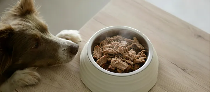 Perro mirando un plato con comida caliente servida sobre una mesa de madera.