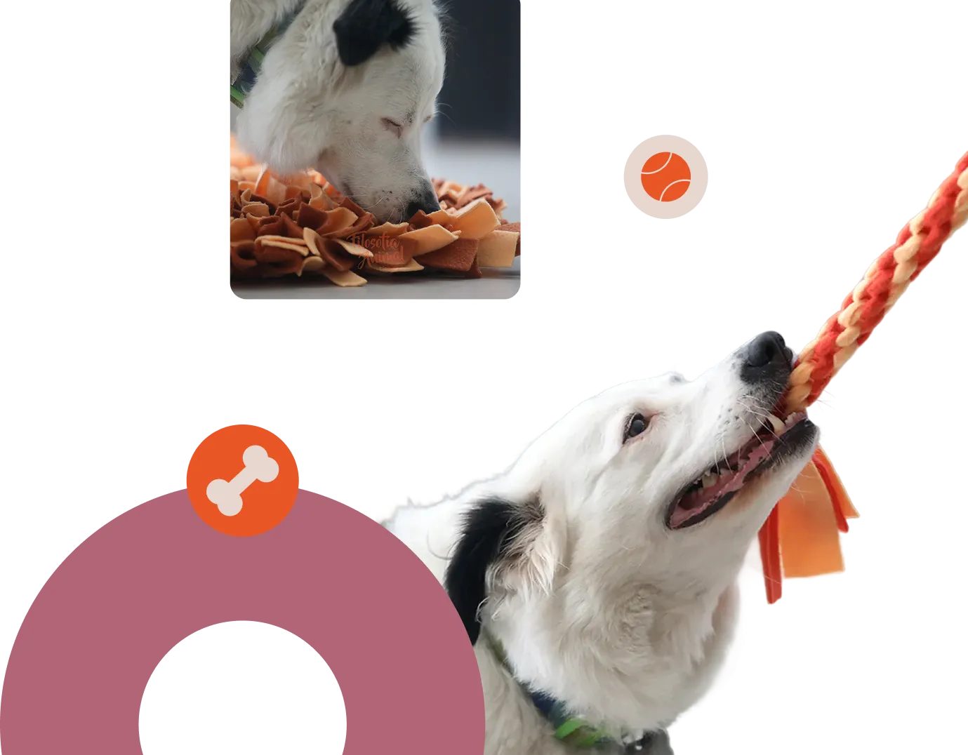 Perro blanco con orejas negras mordiendo una cuerda trenzada mientras otro perro huele una alfombra de telas.