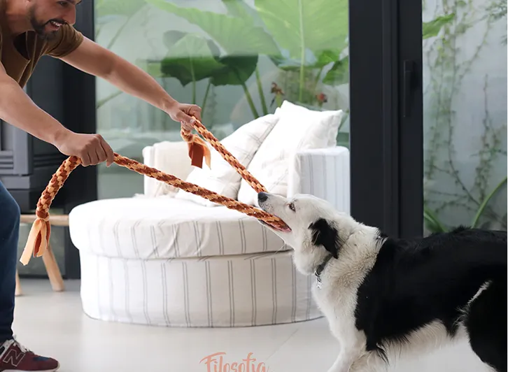 Hombre jugando a tirar de una cuerda con un perro blanco y negro dentro de una sala con sofá y plantas.