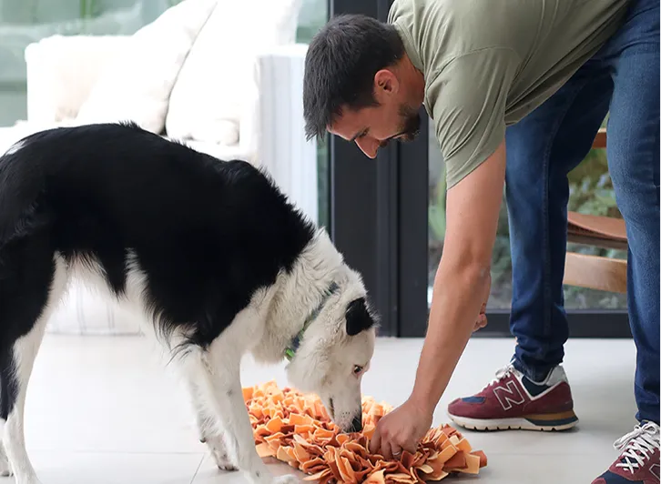 Hombre interactuando con un perro blanco y negro que olfatea una alfombra naranja en un espacio interior.