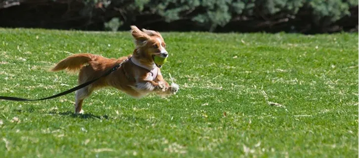Perro marrón con correa corriendo feliz en césped verde con pelota verde en la boca.