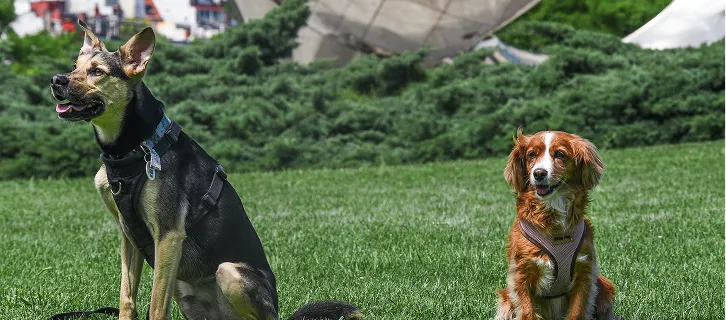 Dos perros, uno negro y marrón con arnés negro y uno marrón con arnés marrón claro, sentados en césped verde con arbustos de fondo.