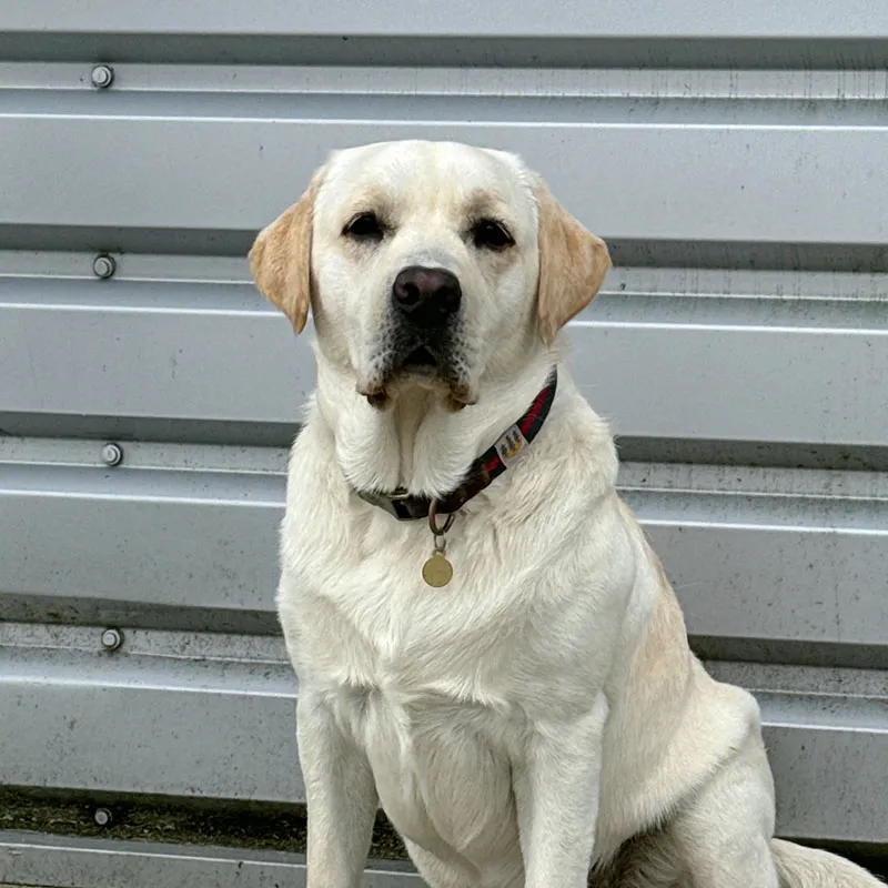 A headshot of LOOK Self Storage team dog Eddie
