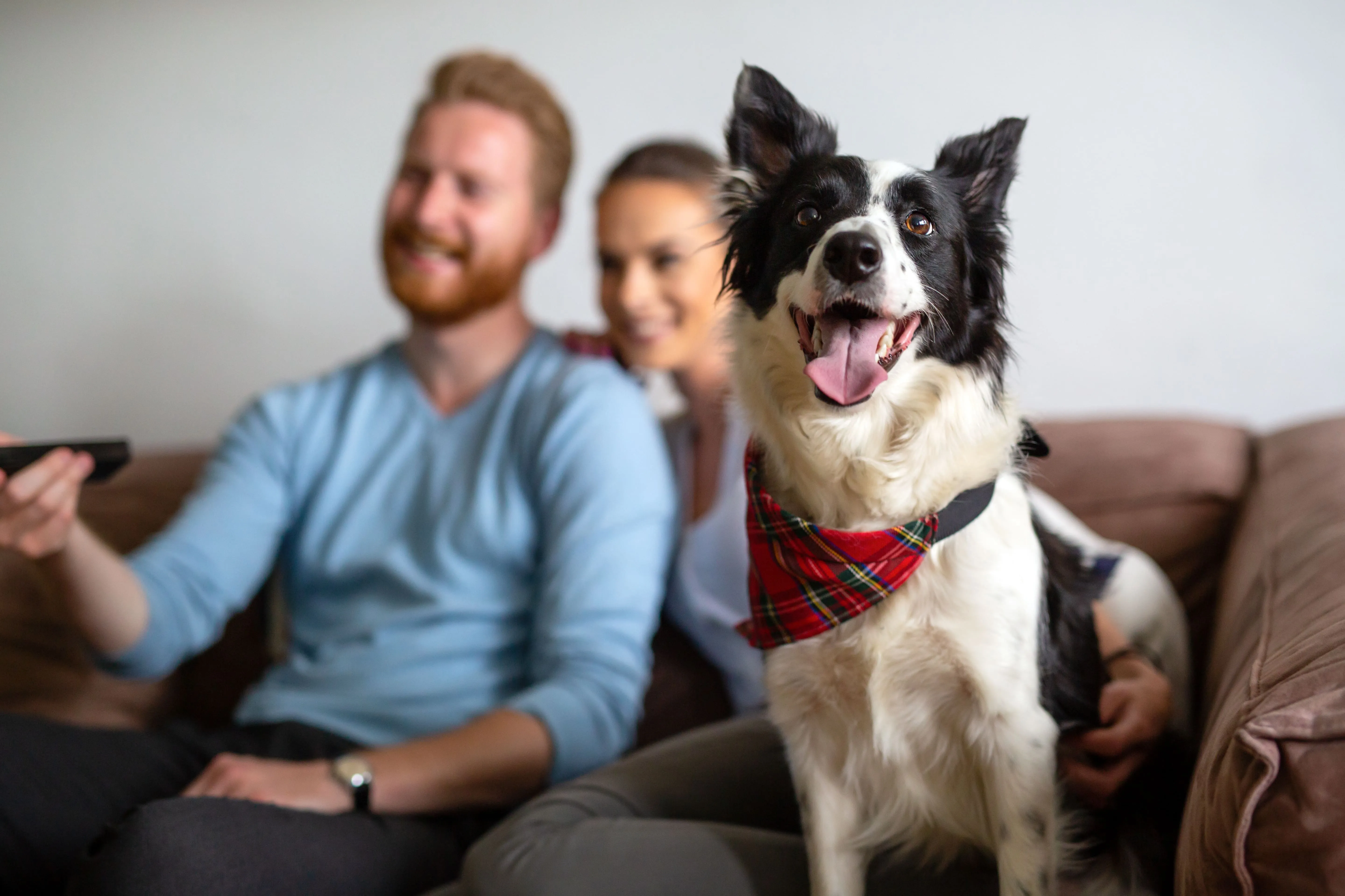 Mascotas en departamentos: tips de convivencia pet-friendly