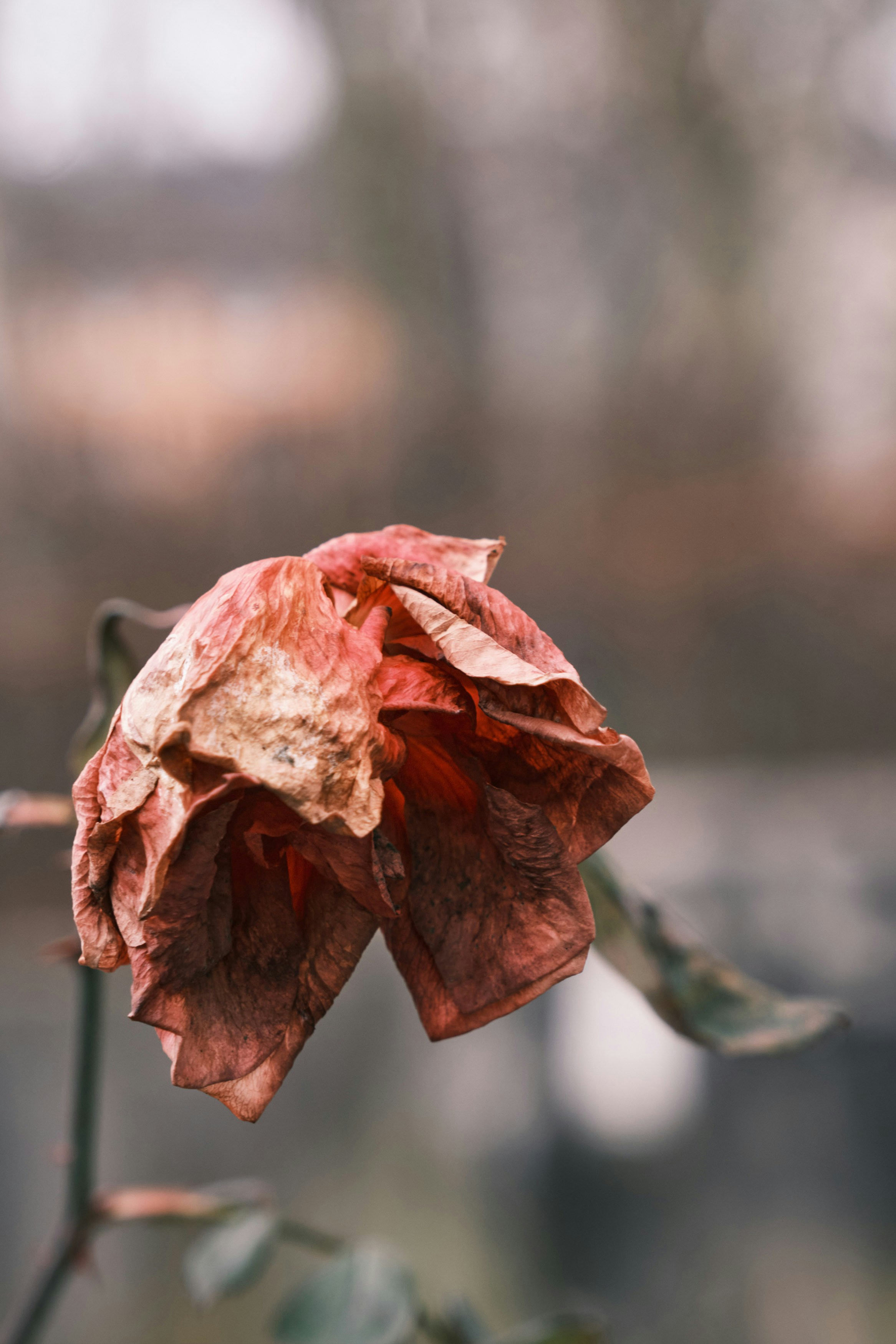 wilted rose symbolizing grief