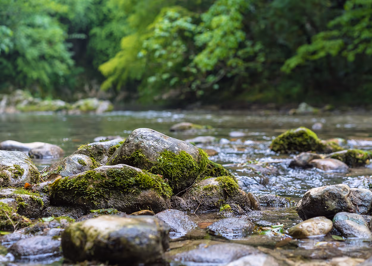Moss-covered rocks in a shallow river with green trees in the background.