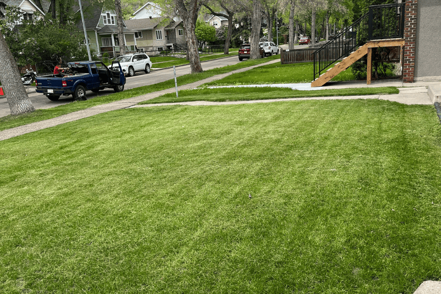 An image of a healthy green lawn in Edmonton. You can see clean stripes from the mowing services from Badger Landscaping that were just performed.