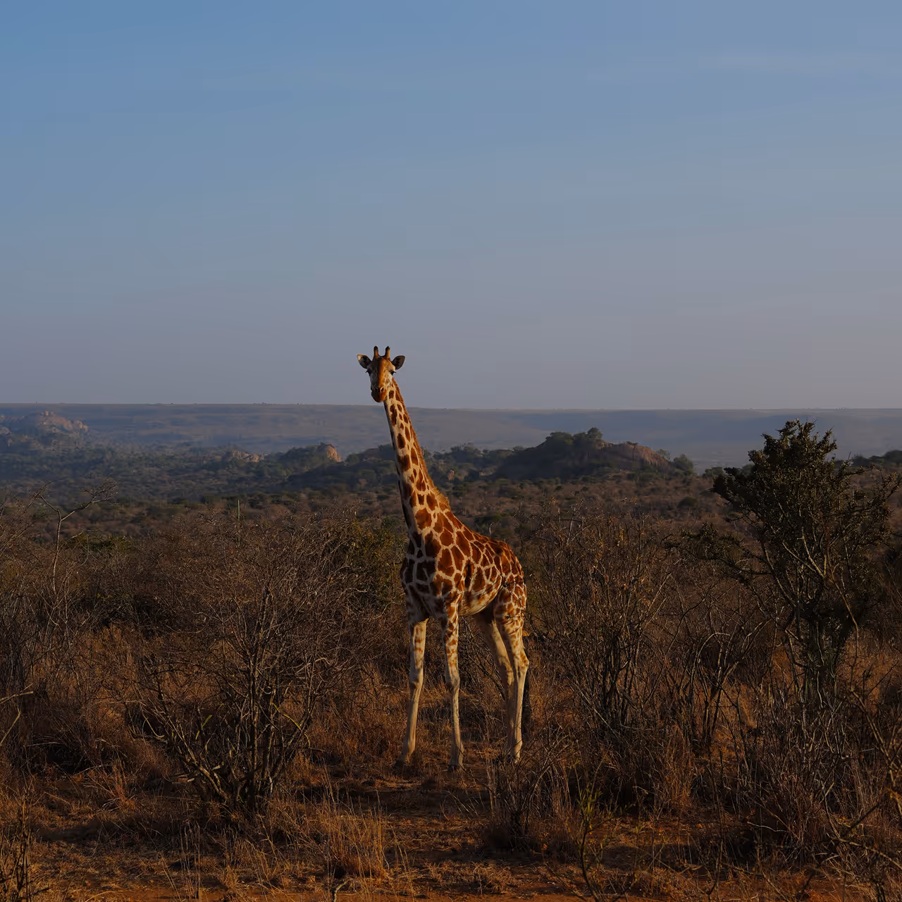 A giraffe standing on the African safari