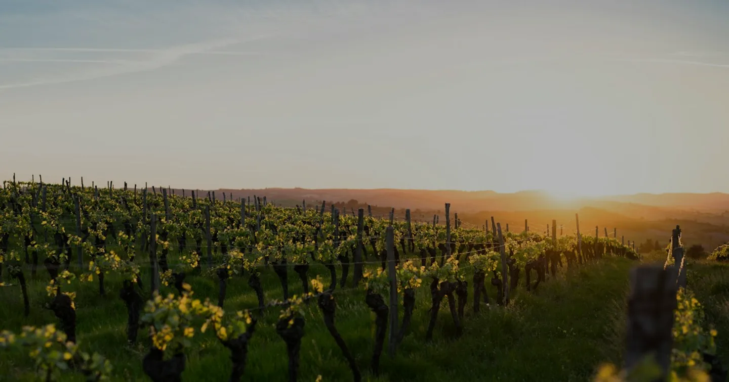 Vineyard at sunset — website for wineries by Quillow