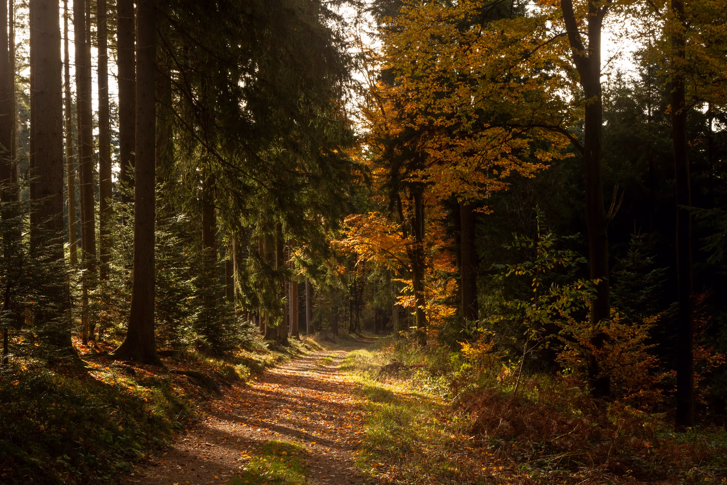 Skogsstig i lugn naturmiljö som stöd för återhämtning på Oliviagården