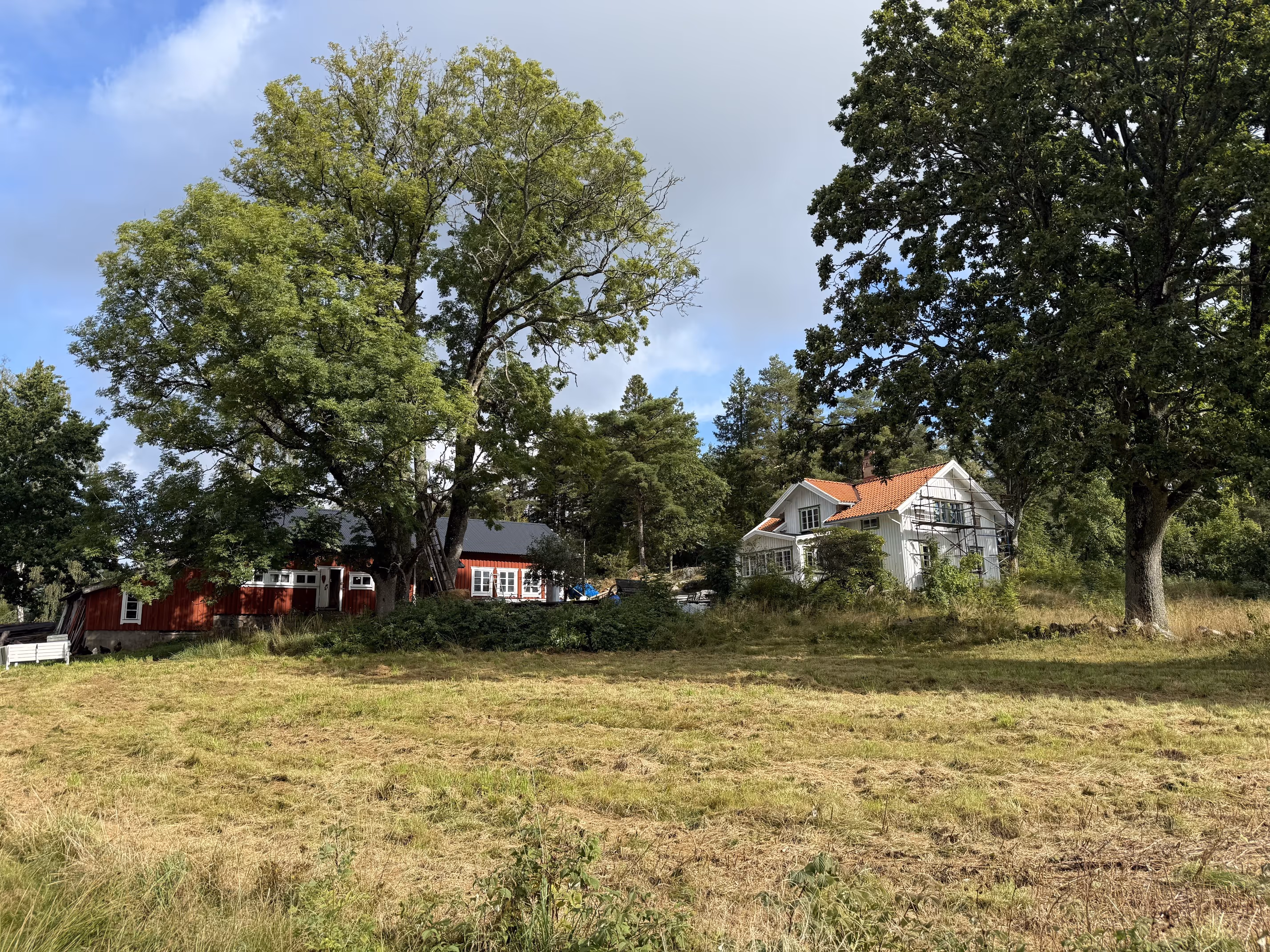 Oliviagården med öppet fält, stora träd och gårdsbyggnader i bakgrunden