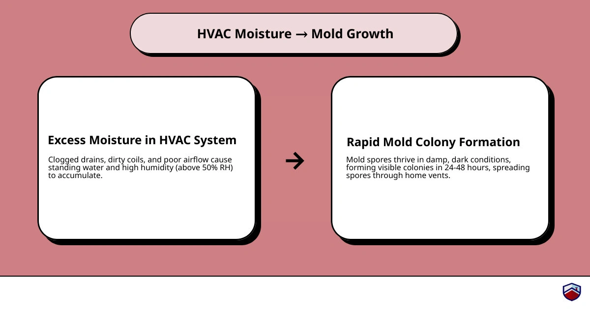 Infographic showing the link between HVAC moisture buildup and mold colony formation - how proper hvac maintenance prevents Infographic showing the link between HVAC moisture buildup and mold colony formation - how proper hvac maintenance prevents