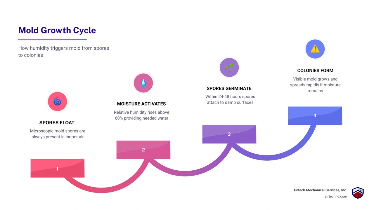 Mold growth cycle showing humidity levels, spore activation, and colonization stages infographic