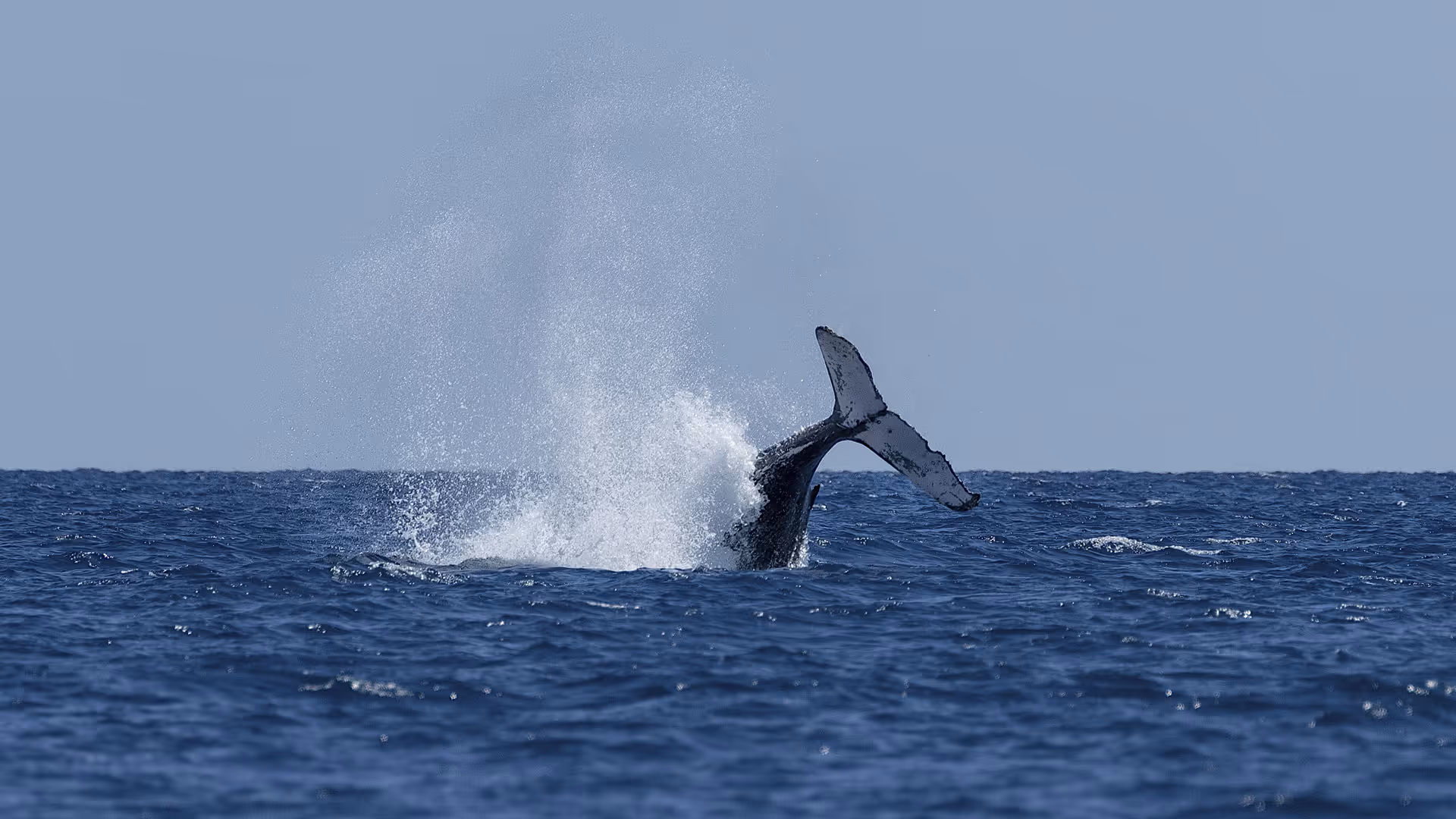 A Remarkable Journey: Plan Your TCI Whale Watching Adventure with Island House