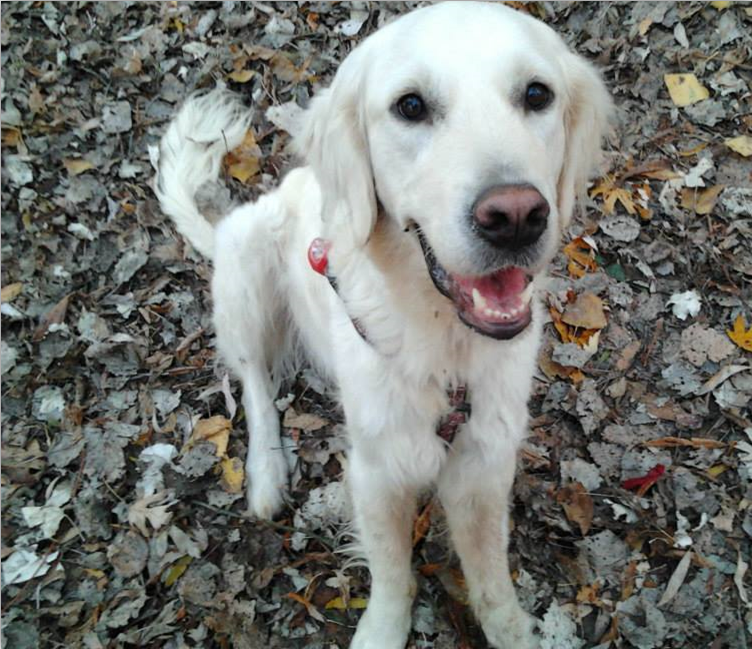 Sammy on his daily walk