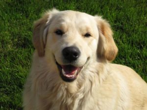 Photo of Luna — playful, happy dog at home