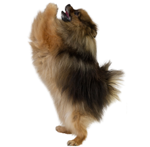 Photo of Quickie — miniature spitz mid-run