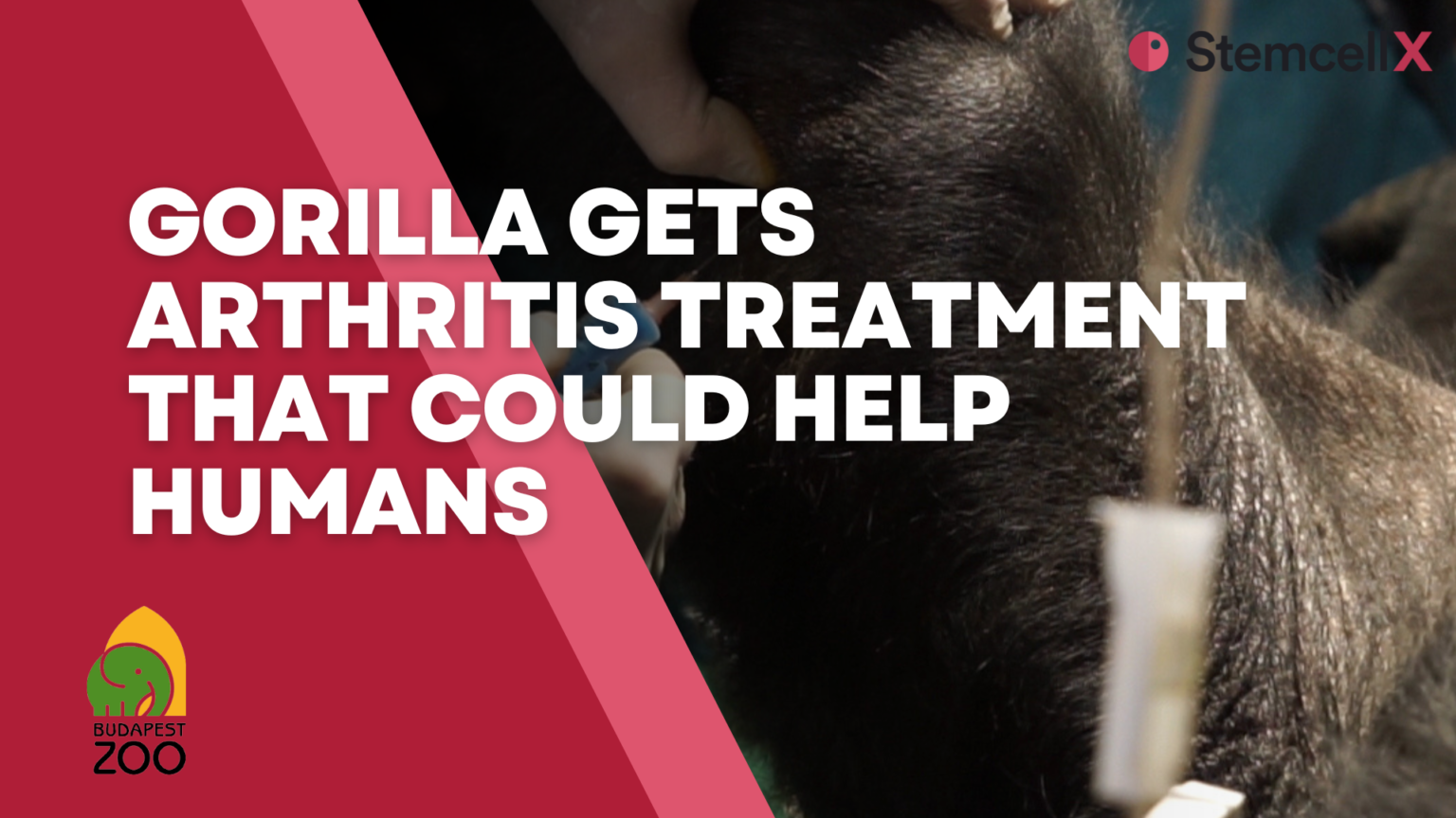 Press article cover: Budapest Zoo Gorilla First to Receive Stem Cell Arthritis Treatment