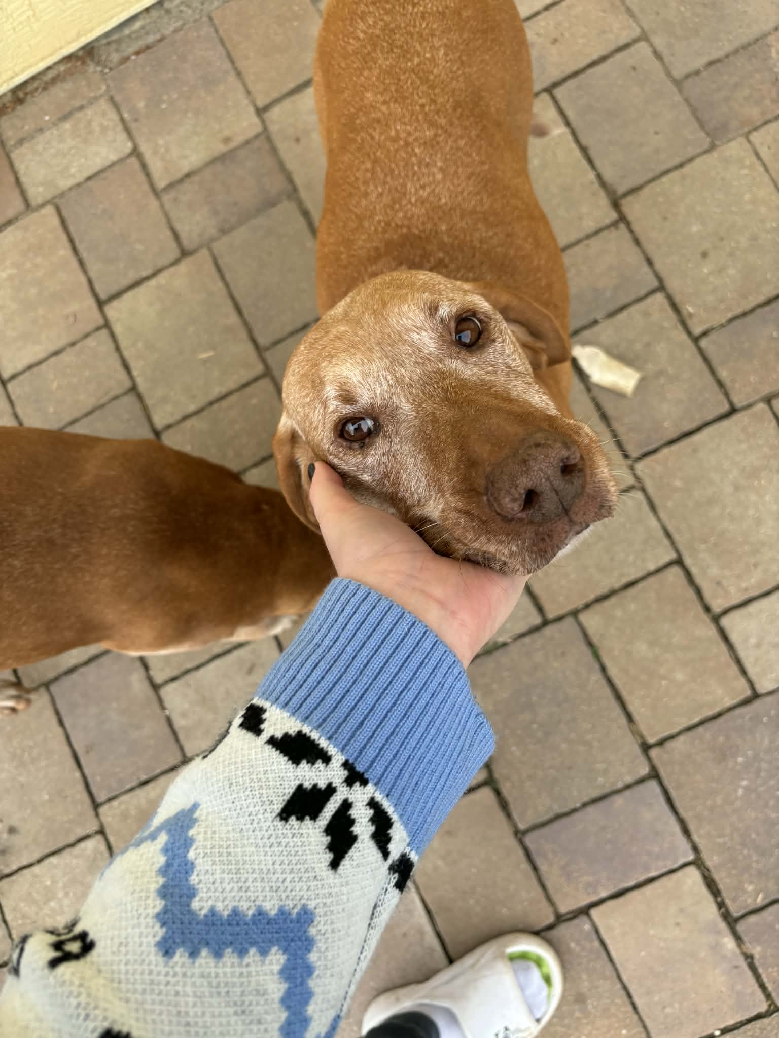 Vadóc, the founder's dog (2016)