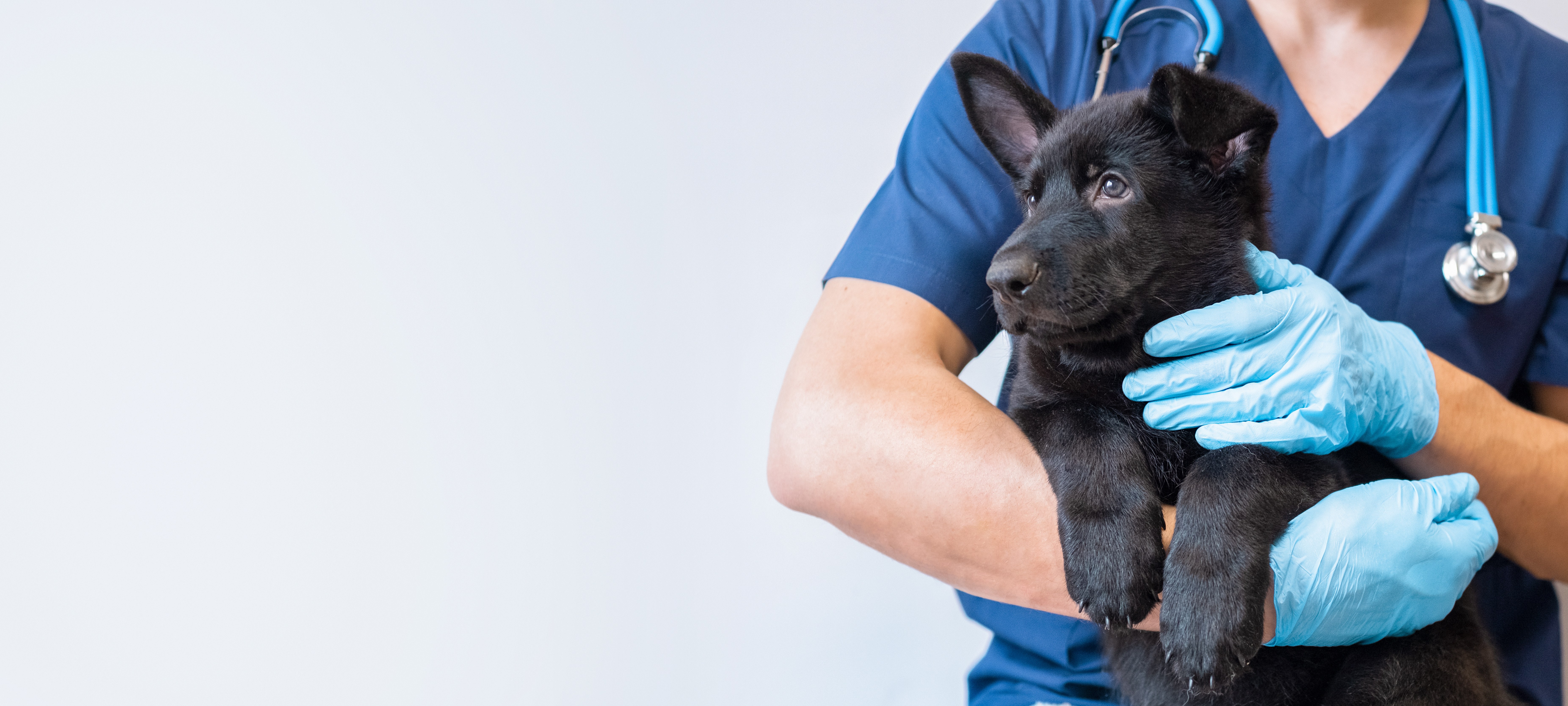 For vets — veterinarian in clinic, examining a patient