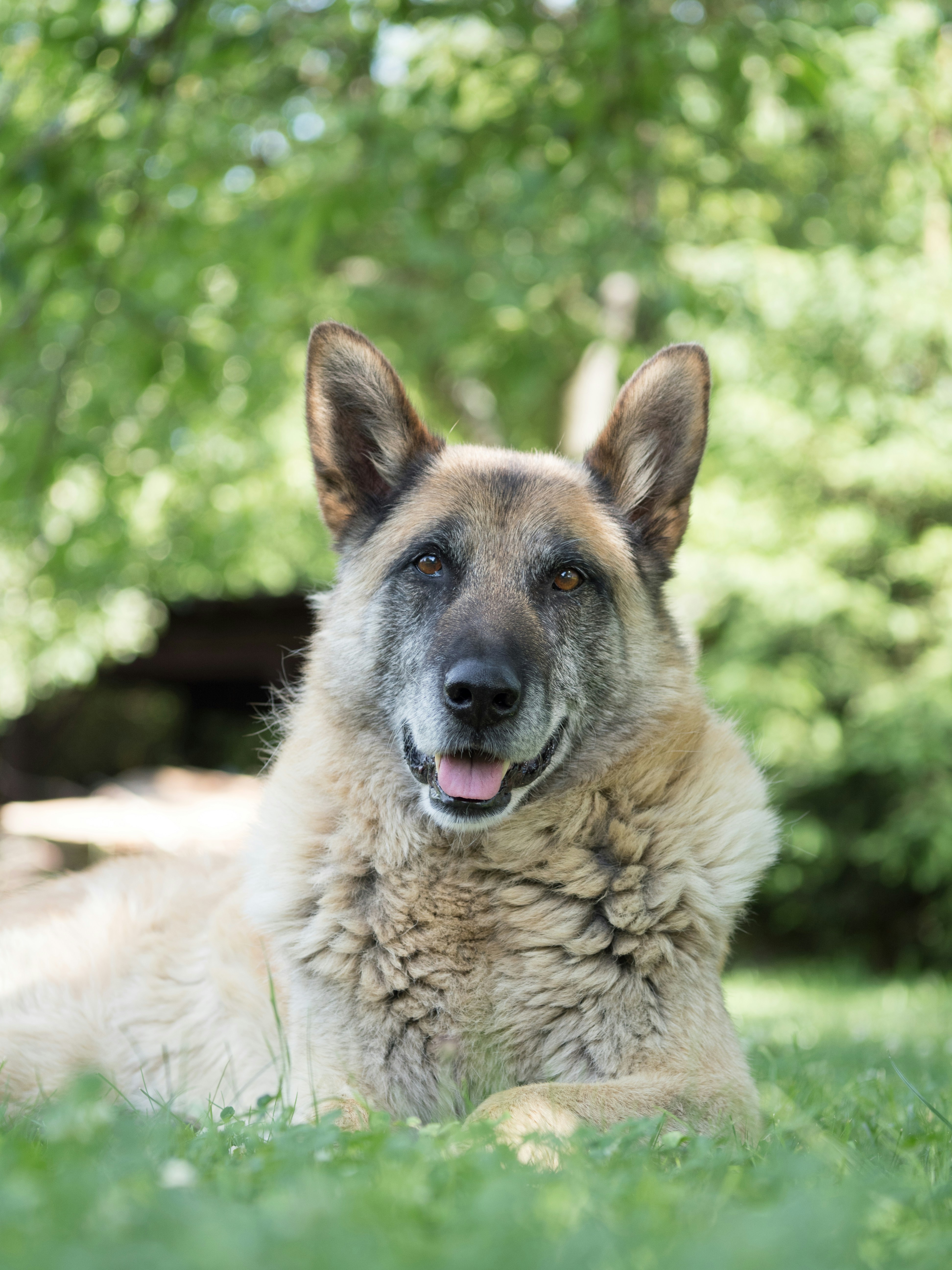 Older dog at rest, soft natural light