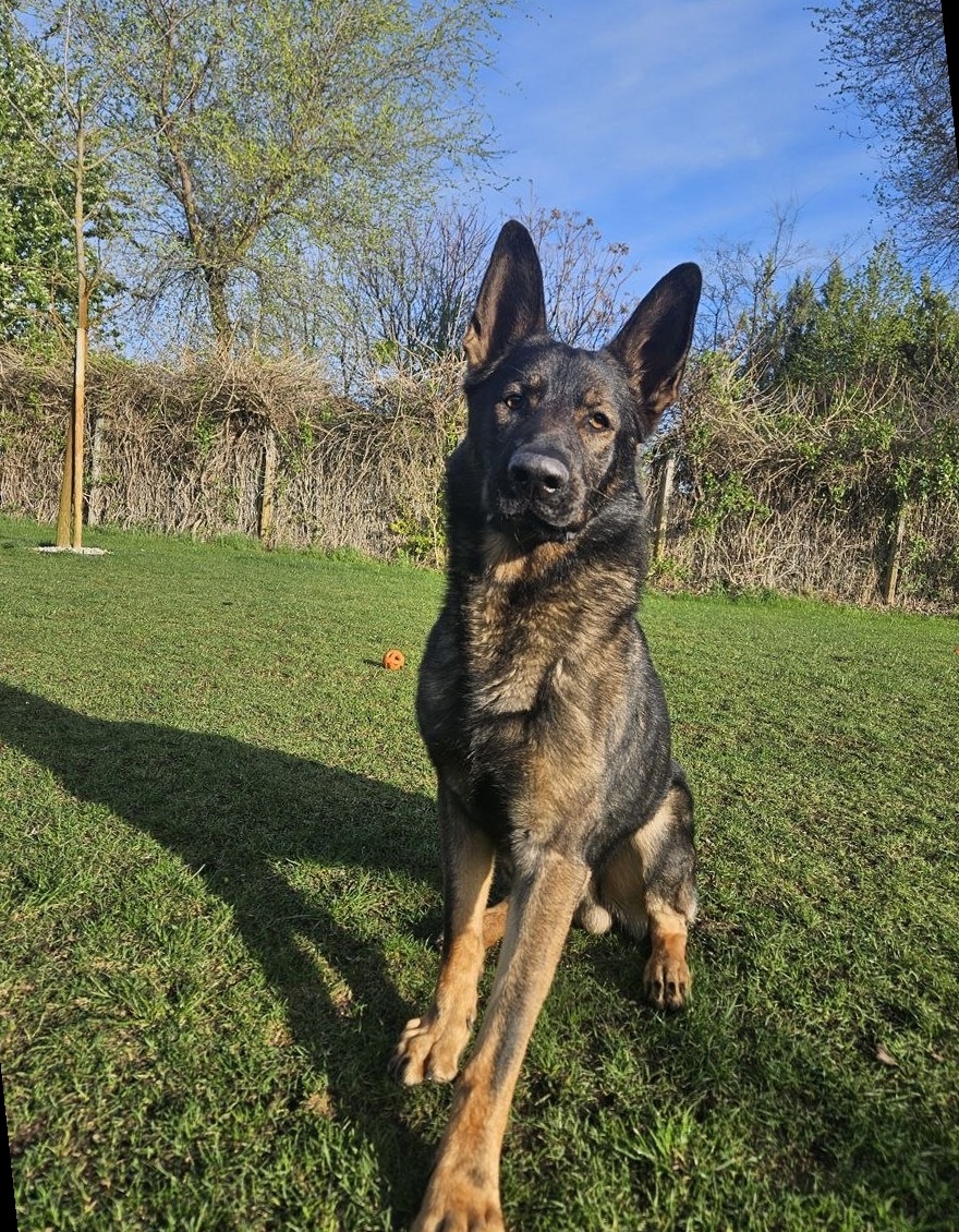 Bruno greeting the morning