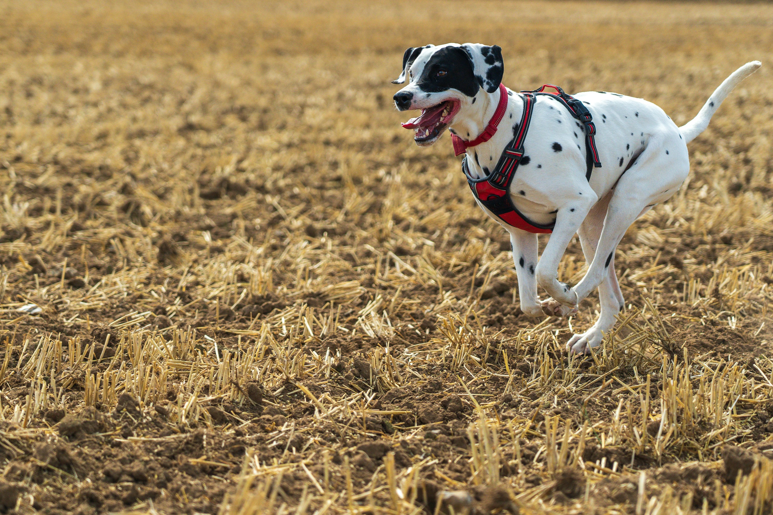 Dog running in a field — sustained mobility for years after treatment