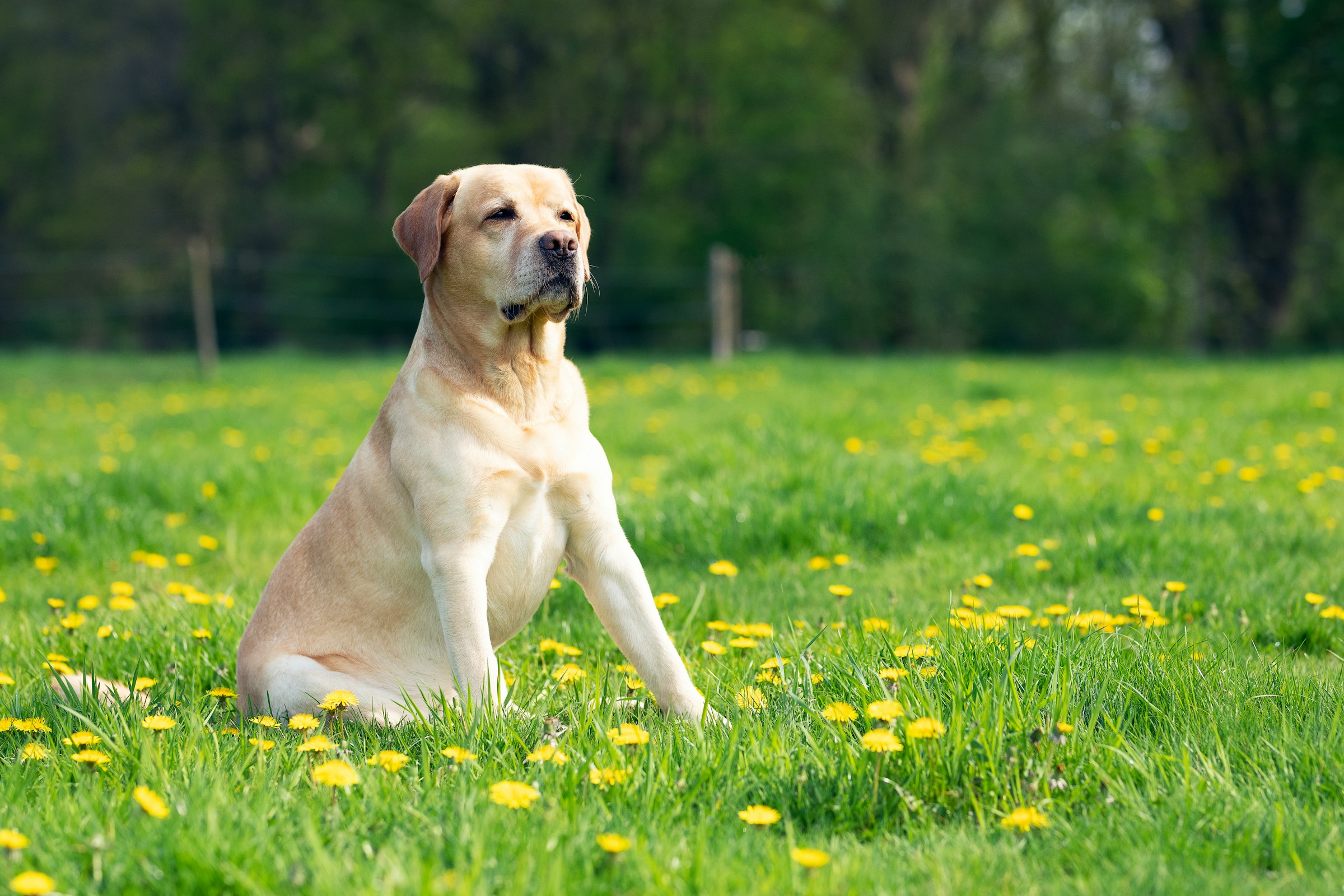 A young dog whose hip and elbow joints are affected by dysplasia
