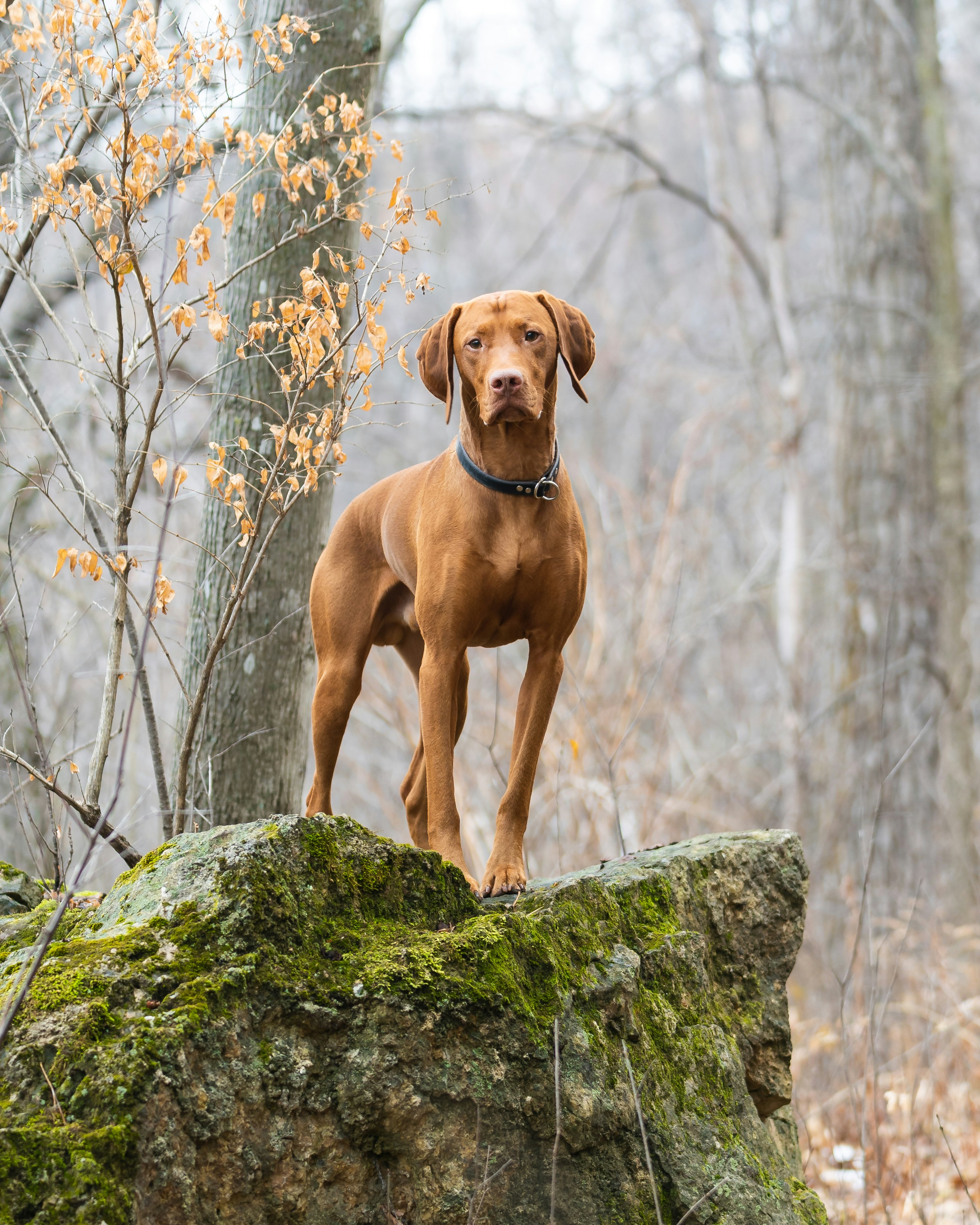 An active working dog whose joints accumulate wear and tear over years
