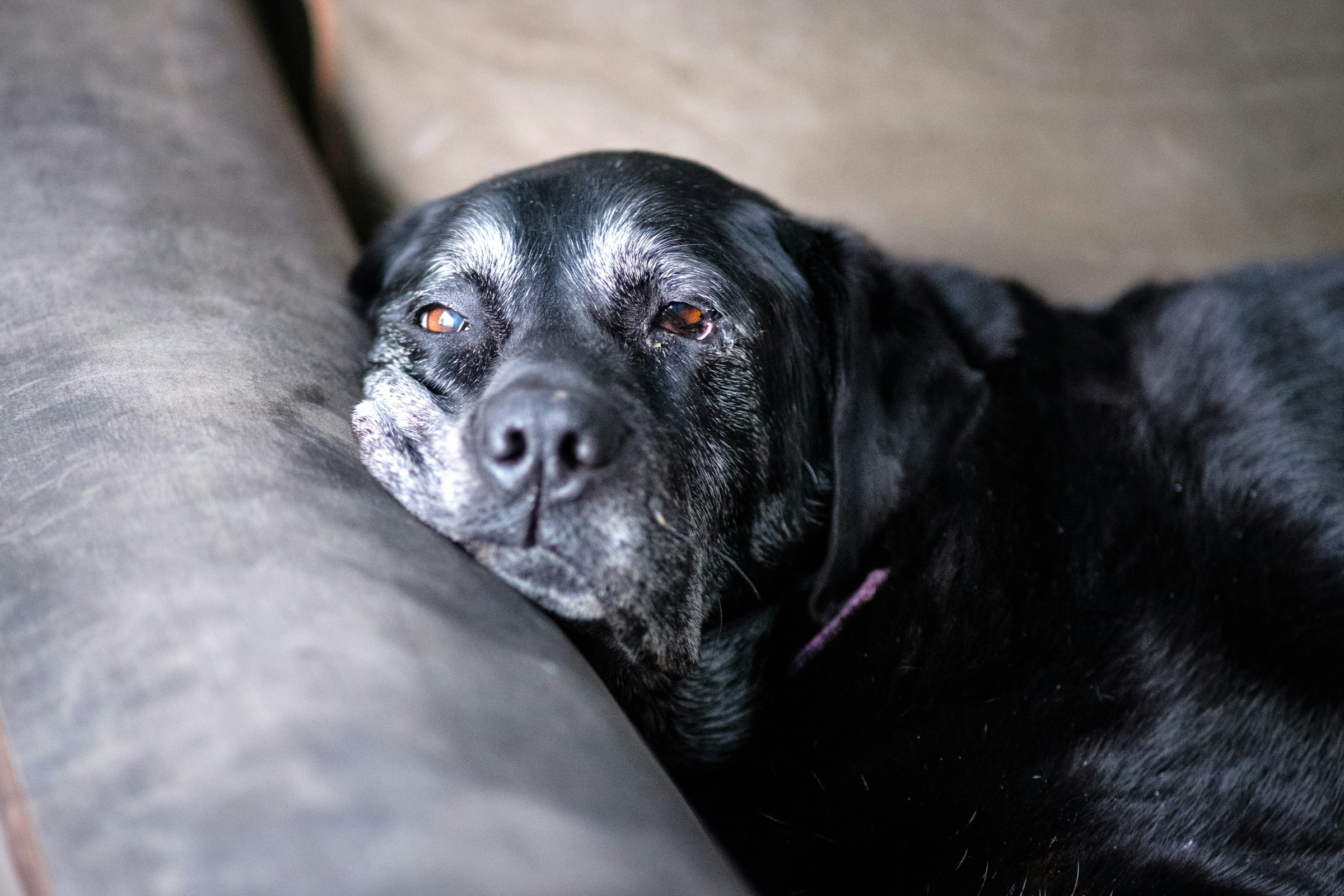 An older dog showing the stiff, sore joints of osteoarthritis