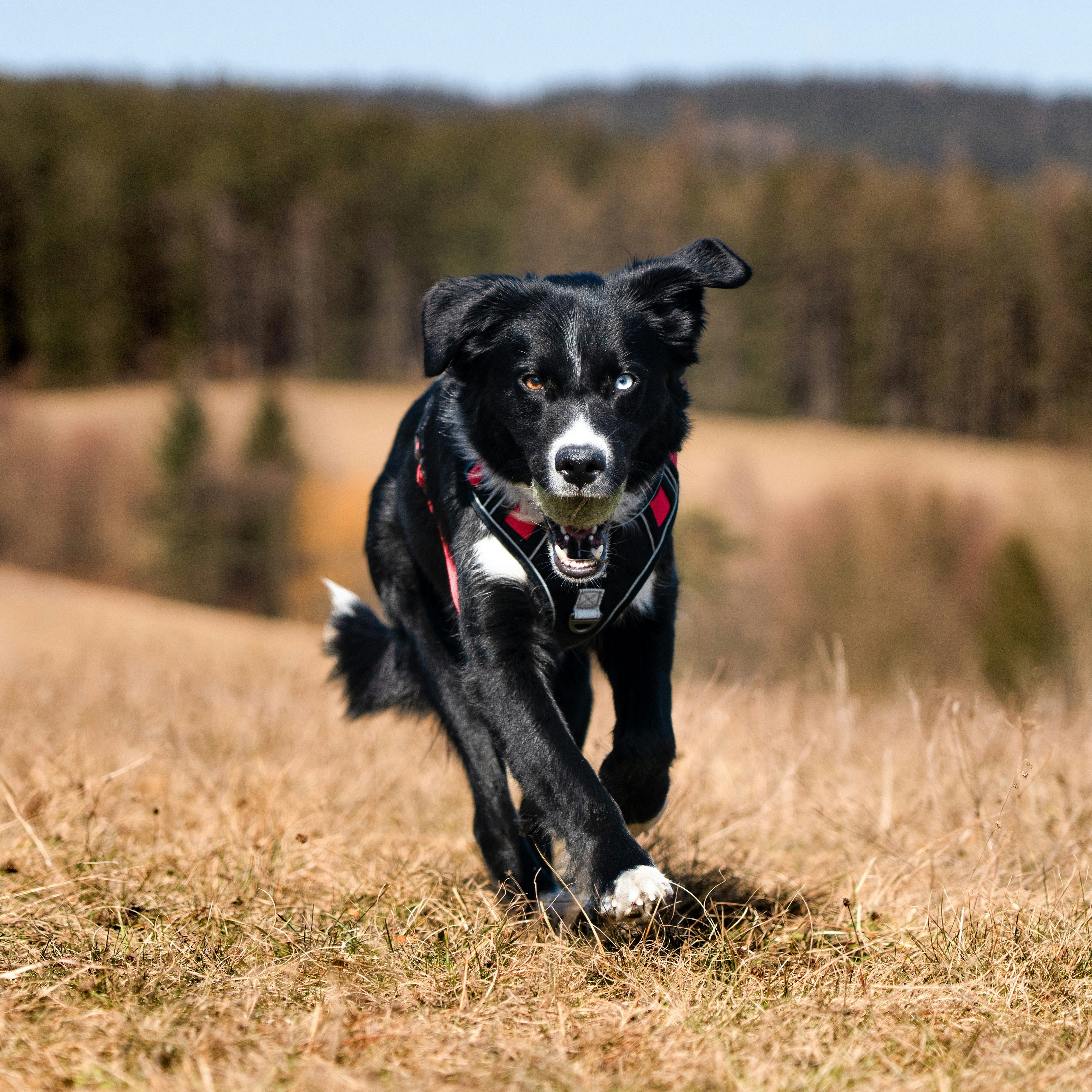Young, healthy donor dog — the source of carefully selected, quality-checked stem cells