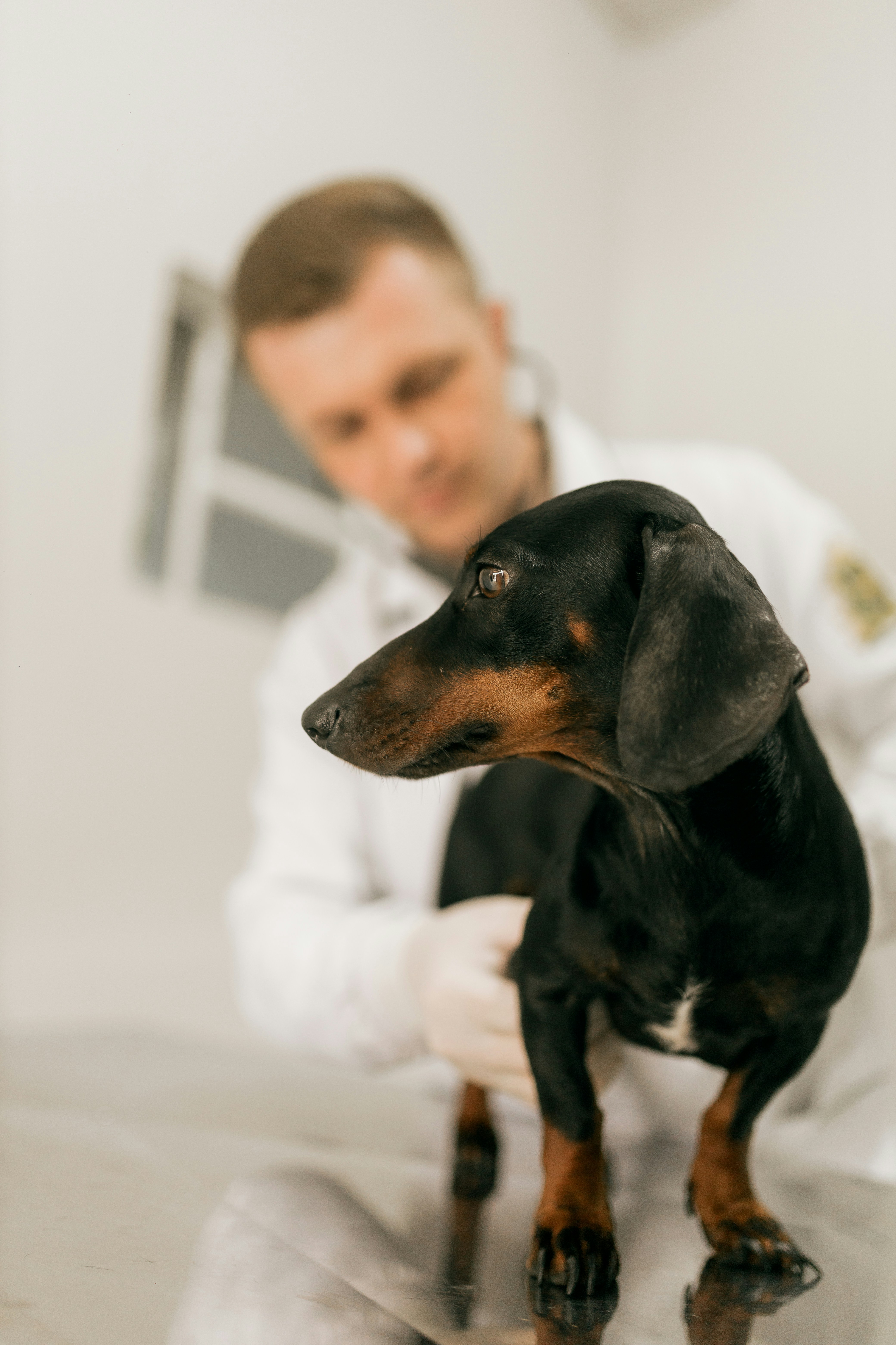Veterinarian examining a dog — your vet is your partner in joint care