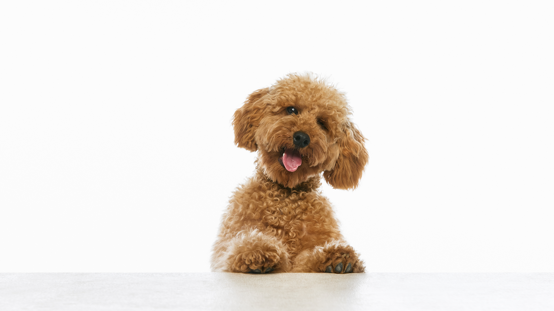 A happy red toy poodle resting its front paws on a table