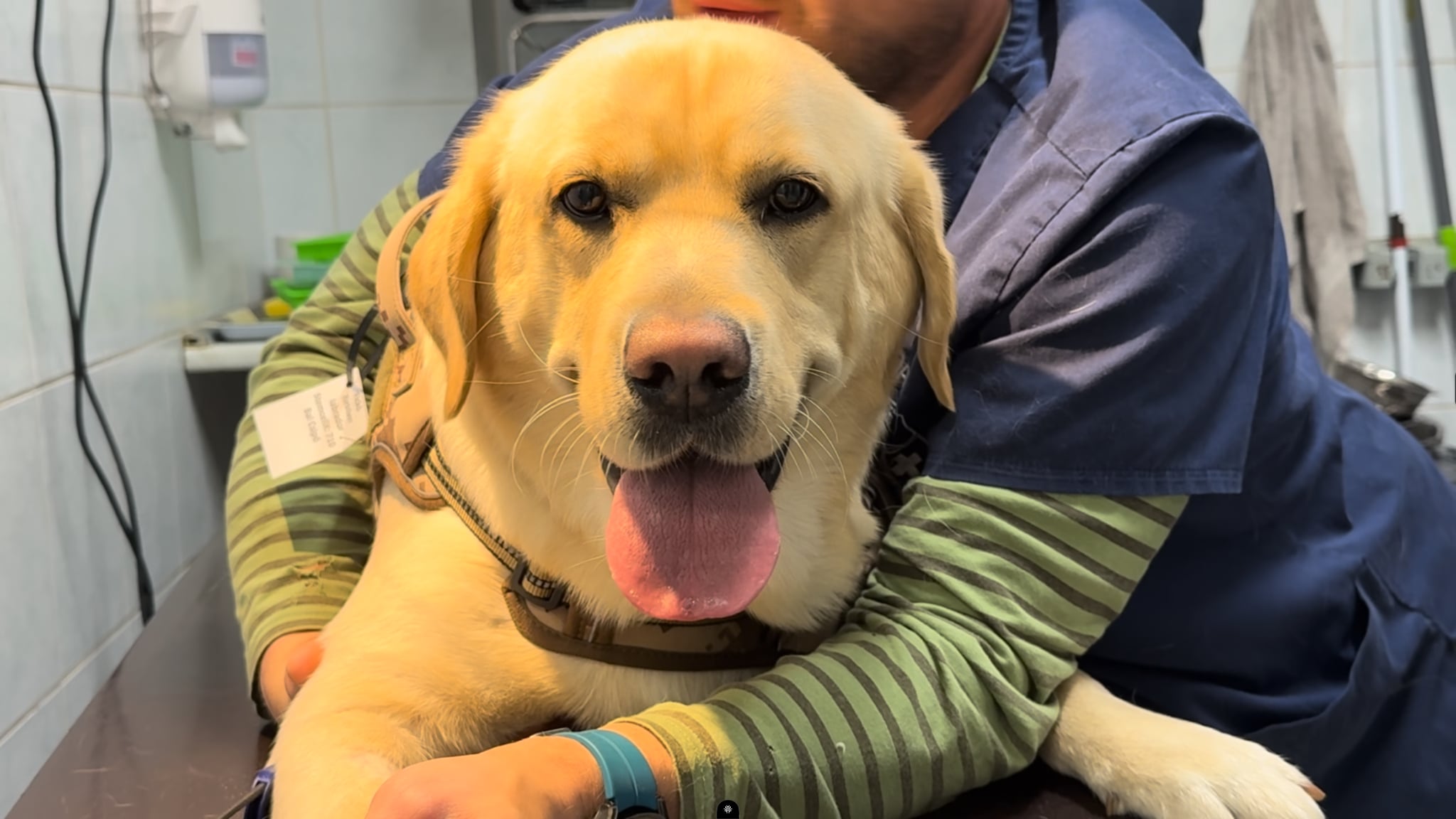 Vet administering an intra-articular injection to a sedated dog