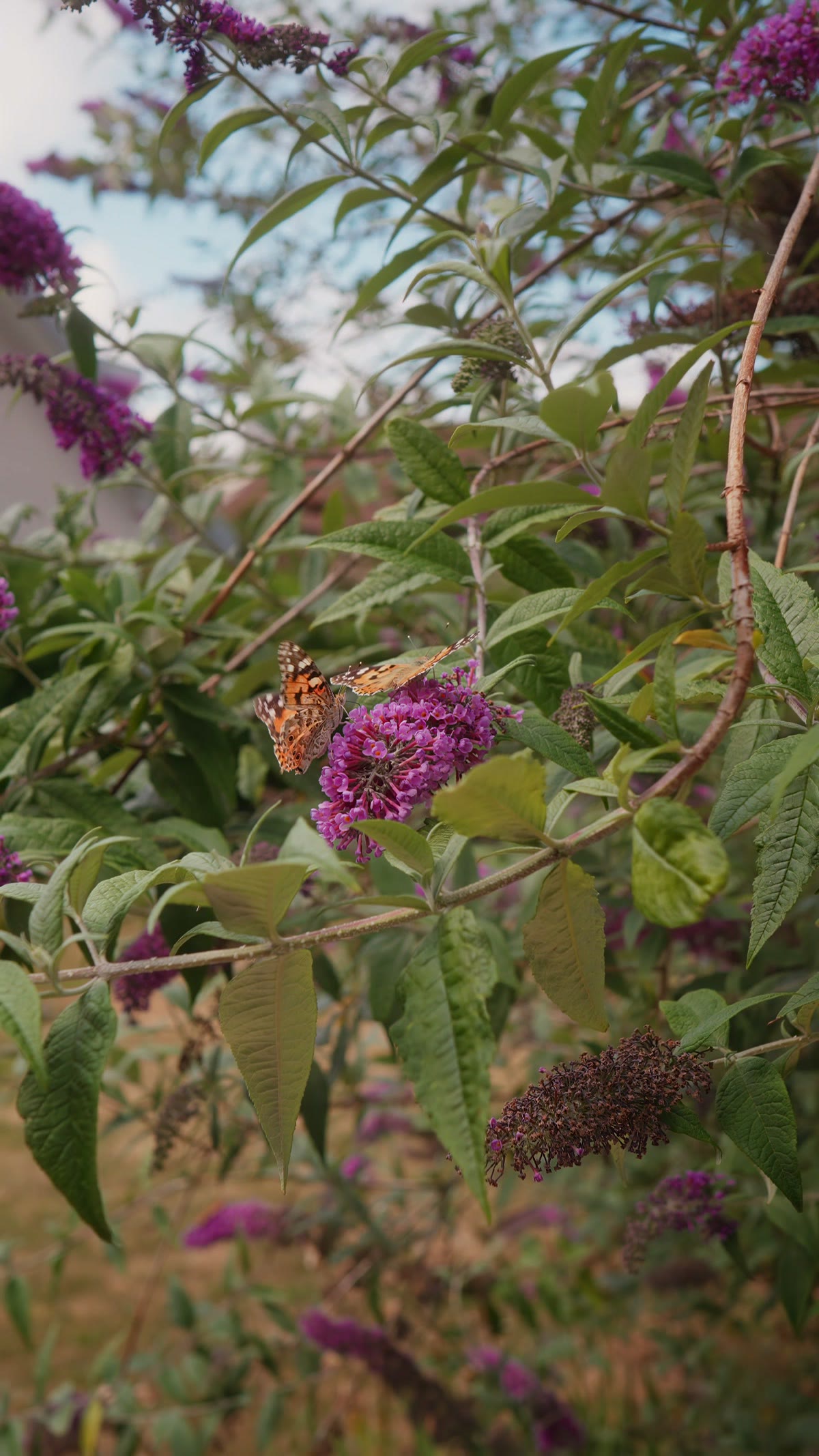 Un papillon sur les fleurs du buddleia, dans le jardin