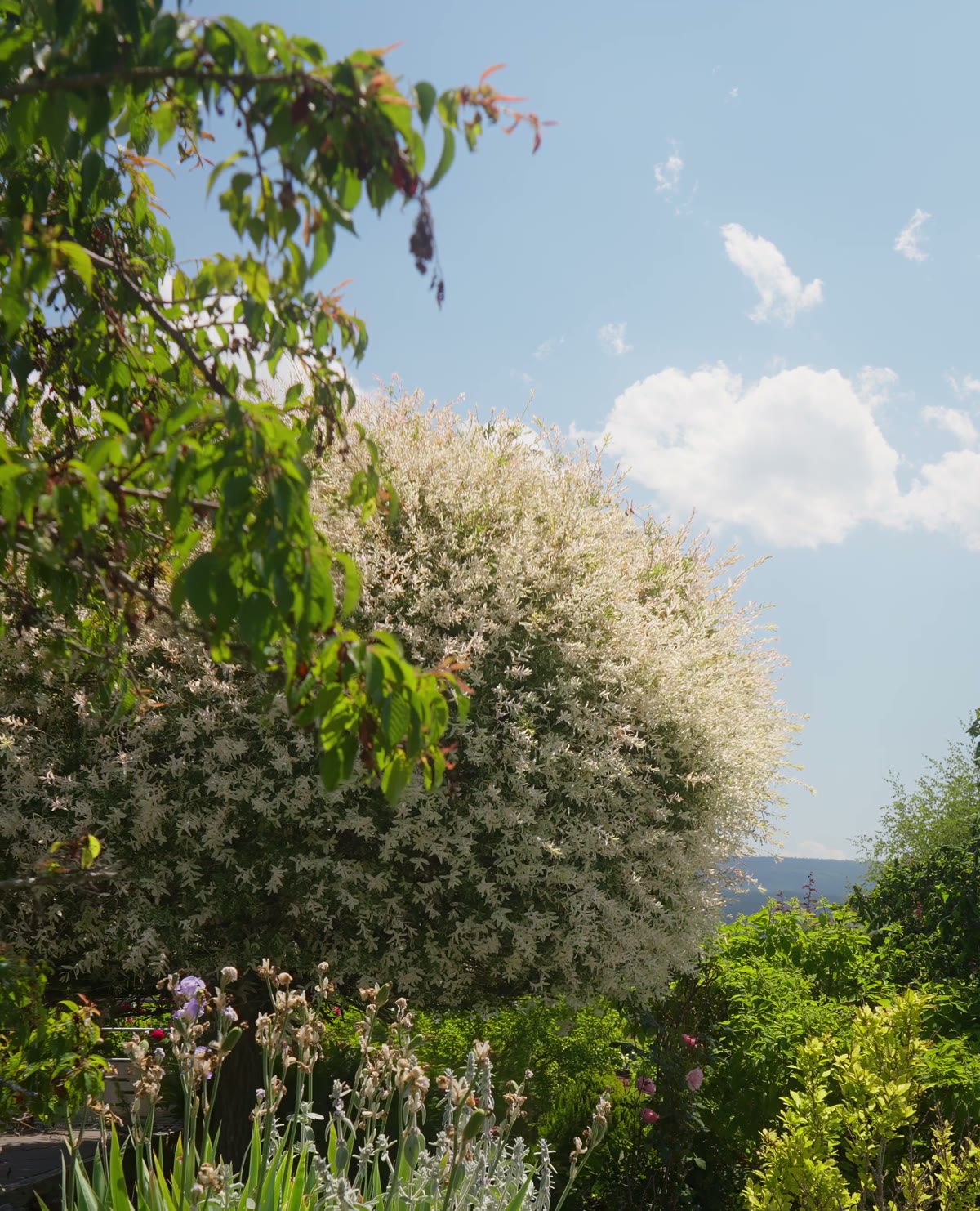 Le jardin en fleurs, au fond de la parcelle