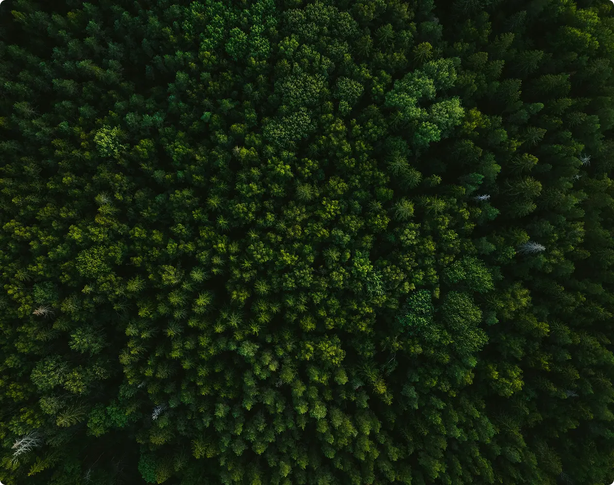 Veduta aerea di una fitta foresta verde con alberi di varie tonalità di verde.