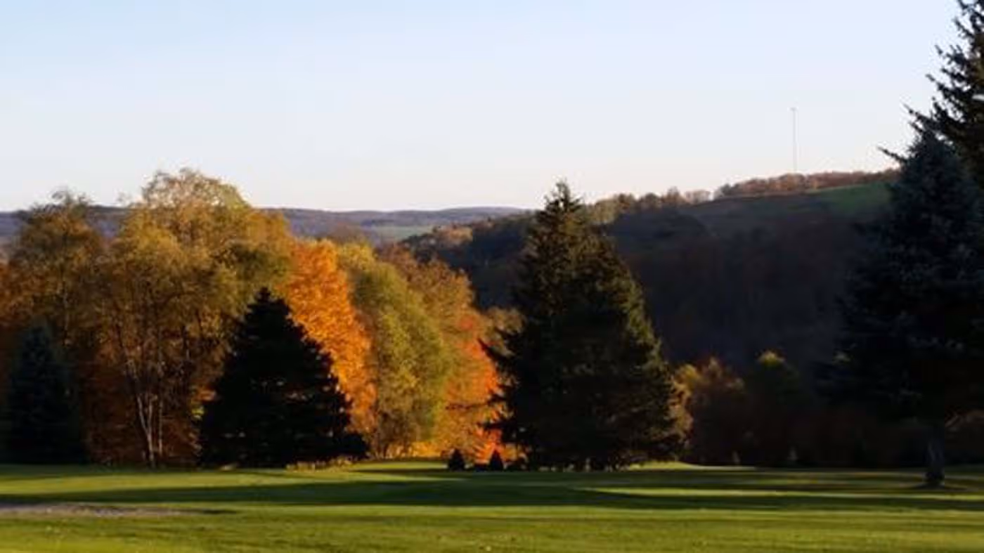 A green golf course with a tree in the foreground.