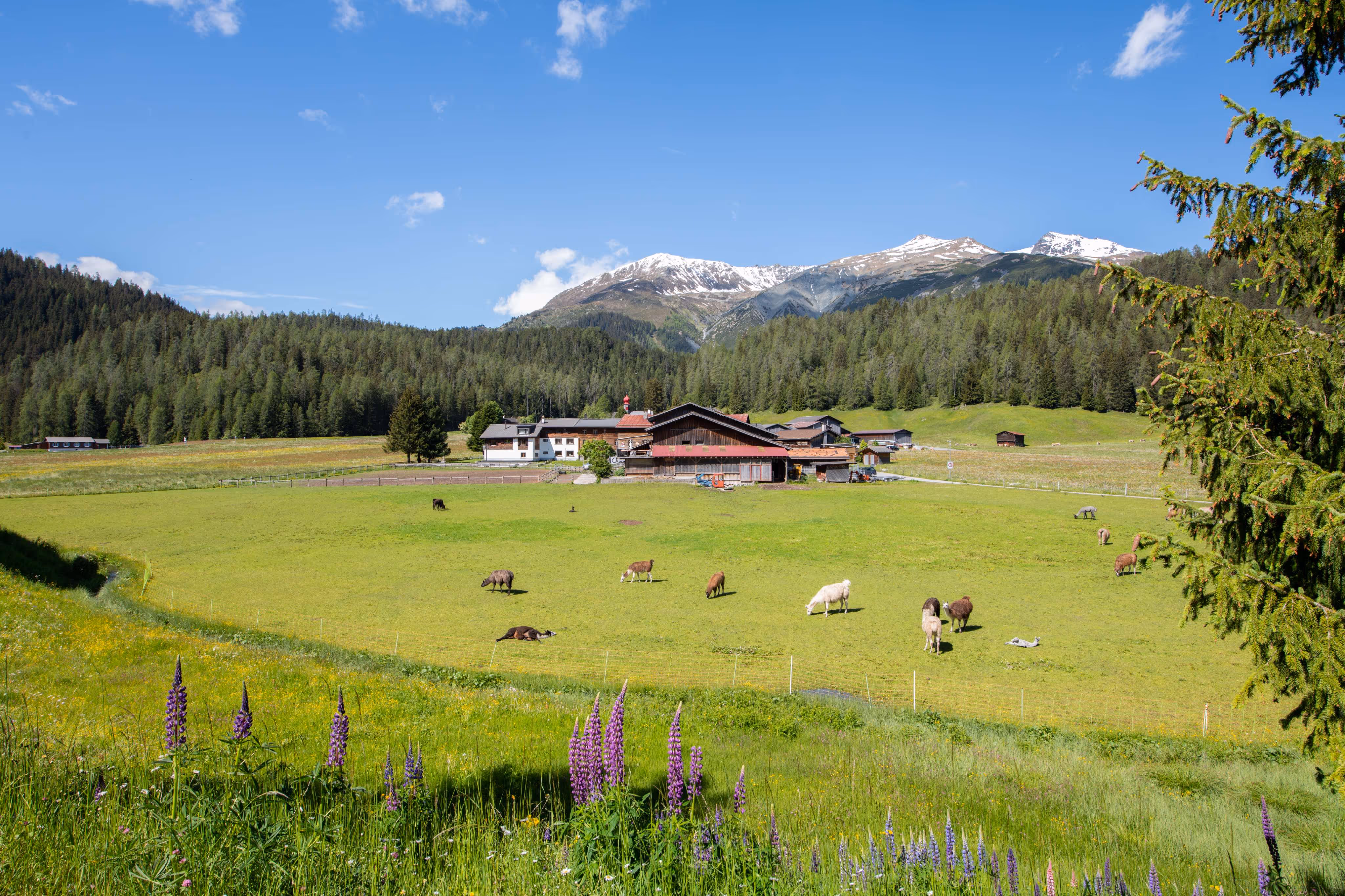 Umgebung Ferienhaus Chalet Laret in Davos